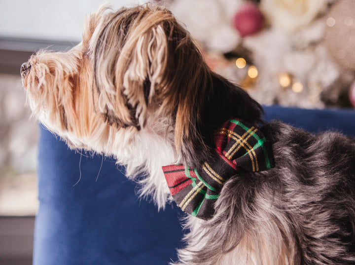 Holliday Bowtie Collar | Regal Plaid